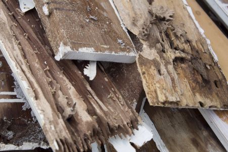 5 Signs of Wood Rot Around Your Home You Can’t Afford to Ignore